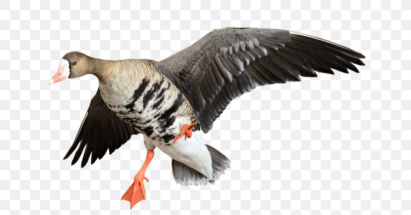 Goose Duck Fauna Beak Feather, PNG, 668x430px, Goose, Beak, Bird, Duck, Ducks Geese And Swans Download Free