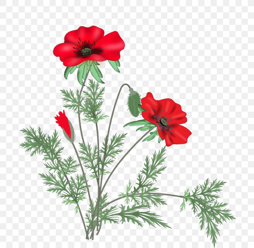 Poppy Cut Flowers Clip Art, PNG, 798x800px, Poppy, Anemone, Blog, Common Poppy, Coquelicot Download Free