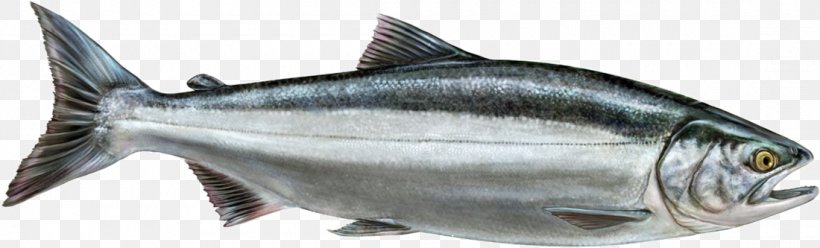 Thunnus Smoked Salmon Sardine Fish Products, PNG, 1100x333px, Thunnus, Animal, Animal Figure, Atlantic Salmon, Bonito Download Free