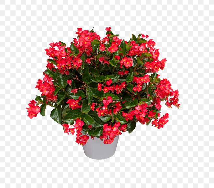Tuberous Begonias Azalea Flower Houseplant, PNG, 806x720px, Begonia, Annual Plant, Azalea, Blume, Color Download Free