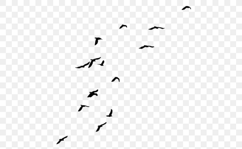 Bird Desktop Wallpaper Clip Art, PNG, 500x506px, Bird, Animal Migration, Beak, Bird Migration, Black Download Free