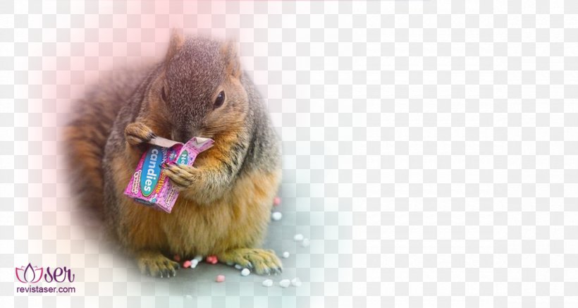Food Whiskers Marathon Hamster Nutrition, PNG, 1180x630px, Food, Computer Mouse, Fauna, Fernsehserie, Fur Download Free