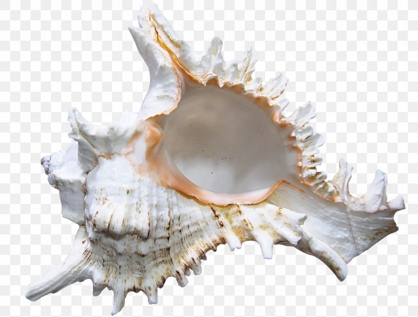 Seashell Conch Clip Art, PNG, 2362x1792px, Seashell, Beach, Cockle, Conch, Conchology Download Free