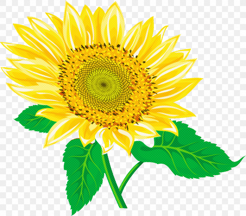 Sunflower Summer Flower, PNG, 1289x1131px, Sunflower, Annual Plant, Chrysanthemum, Common Sunflower, Cut Flowers Download Free