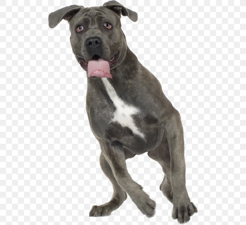 Dog Breed American Pit Bull Terrier American Staffordshire Terrier Cane Corso, PNG, 500x751px, Dog Breed, American Pit Bull Terrier, American Staffordshire Terrier, Boxer, Breed Download Free