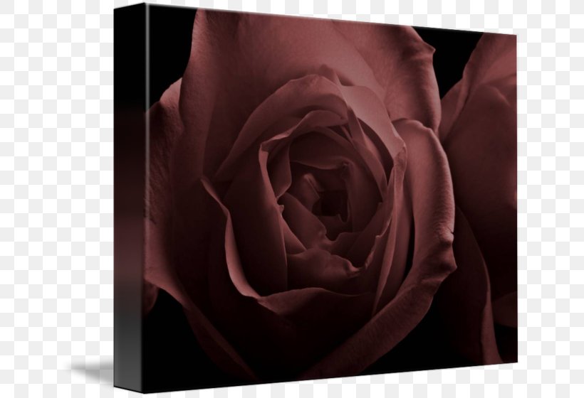 Garden Roses Petal Desktop Wallpaper Close-up, PNG, 650x560px, Garden Roses, Burgundy, Close Up, Closeup, Computer Download Free