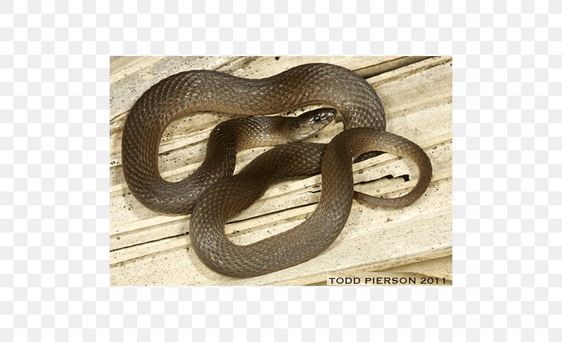 Kingsnakes Hognose Snake Grass Snake Elapid Snakes, PNG, 500x500px, Kingsnakes, Animal, Boa Constrictor, Colubridae, Elapid Snakes Download Free