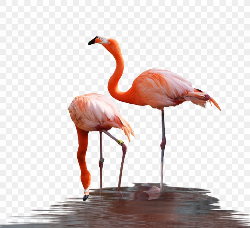 Water Bird Flamingo Reptile, PNG, 4063x3719px, Bird, Beak, Bird Nest, Chilean Flamingo, Fauna Download Free