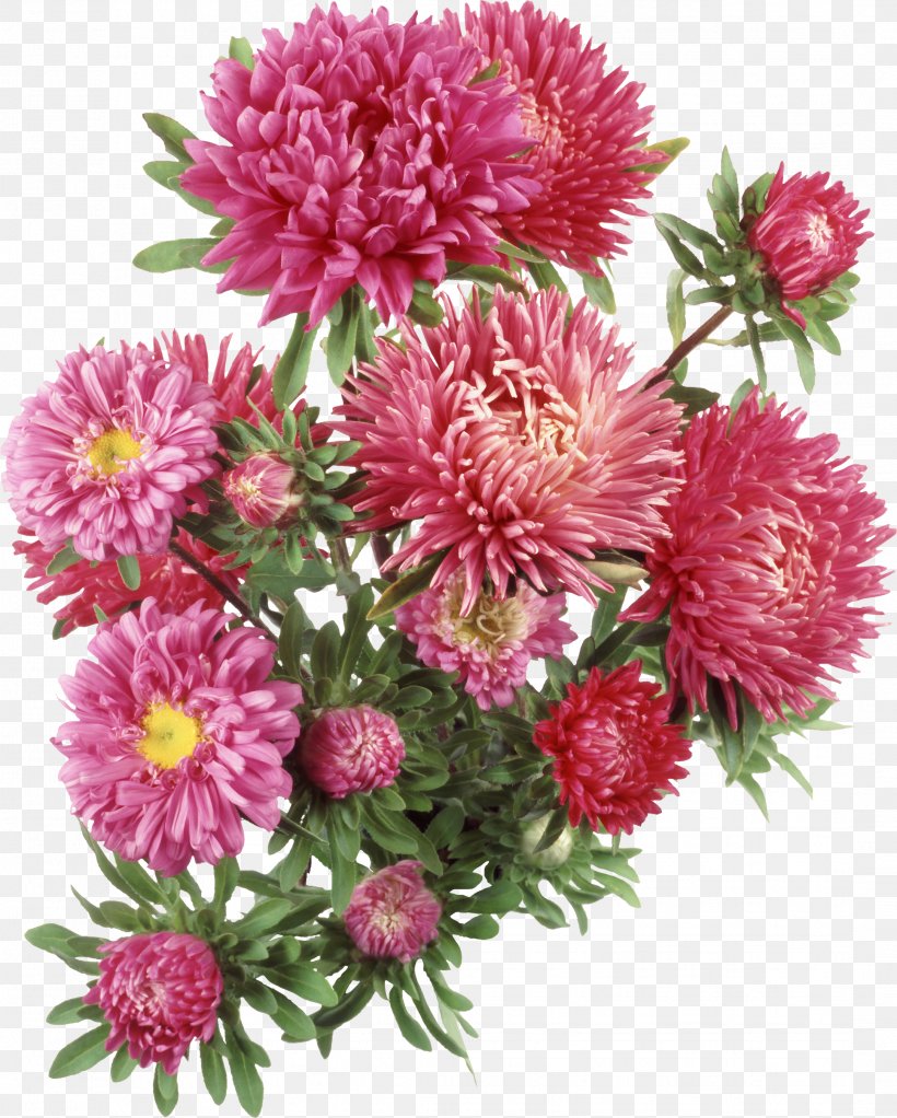 Aster Flower Clip Art, PNG, 2166x2700px, Aster, Annual Plant, Chrysanths, Cut Flowers, Dahlia Download Free