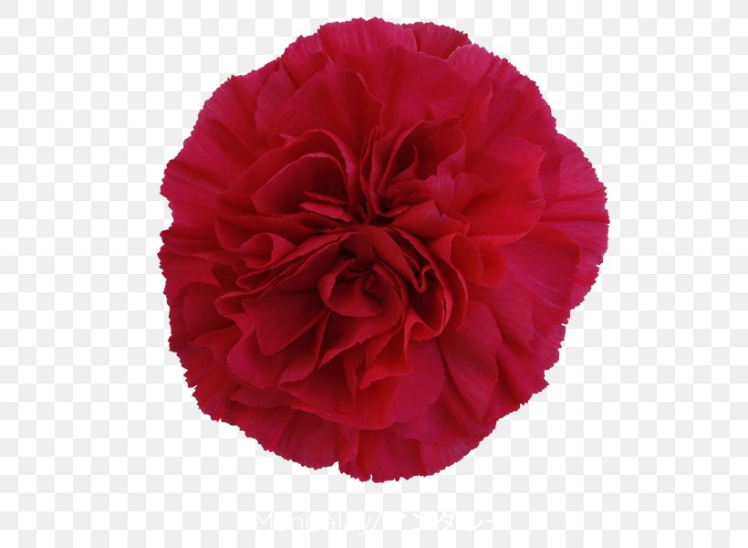 Carnation Garden Roses Cut Flowers Petal, PNG, 600x600px, Carnation, Cut Flowers, Dianthus, Flower, Flowering Plant Download Free
