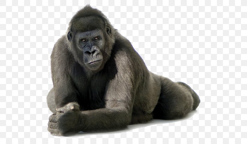 Cross River Gorilla Clip Art, PNG, 541x480px, Cross River Gorilla, Ape, Common Chimpanzee, Fauna, Fur Download Free