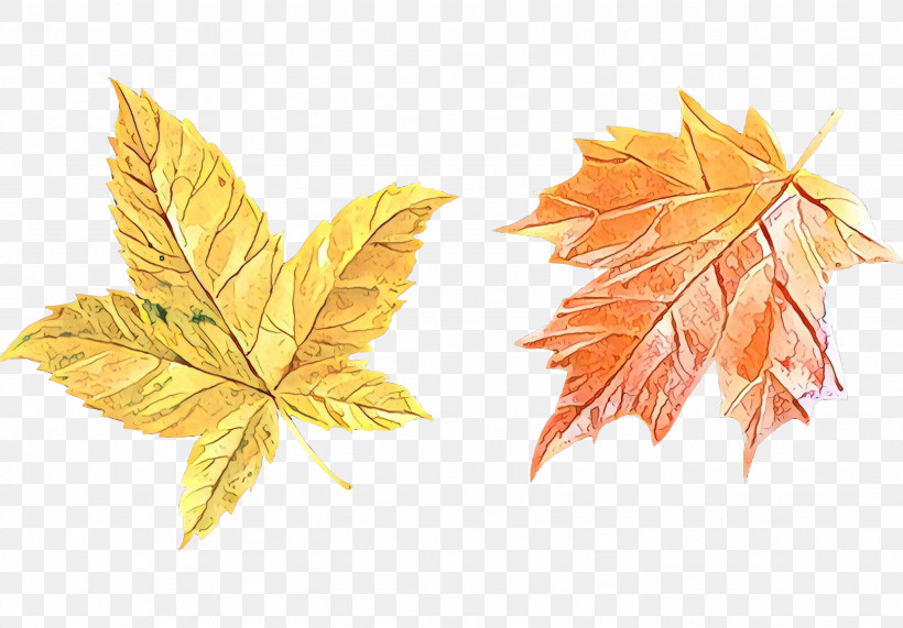 Maple Leaf, PNG, 2868x2000px, Leaf, Autumn, Black Maple, Deciduous, Flower Download Free