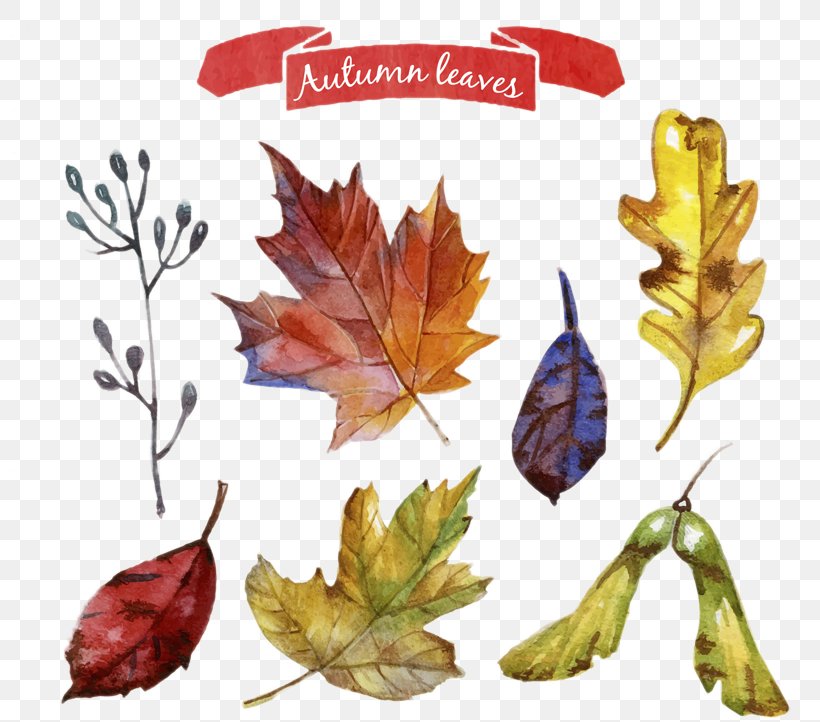 Autumn Leaf Color Autumn Leaf Color Maple Leaf, PNG, 797x722px, Leaf, Autumn, Autumn Leaf Color, Cdr, Color Download Free
