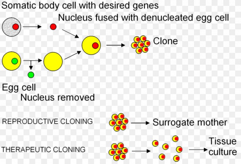 Somatic Cell Nuclear Transfer Cloning Embryonic Stem Cell, PNG, 961x654px, Somatic Cell Nuclear Transfer, Area, Brand, Cell, Cloning Download Free