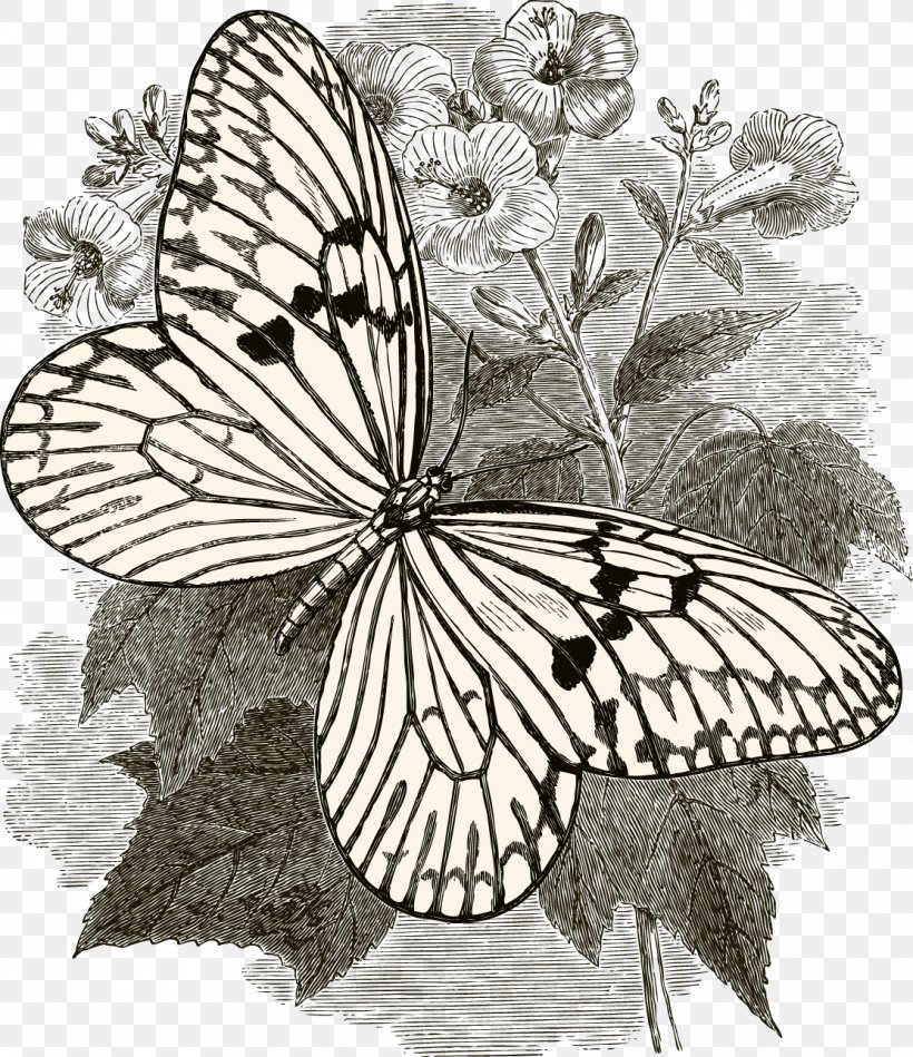 Butterfly Insect Collecting Drawing, PNG, 1113x1289px, Butterfly, Arthropod, Black And White, Brush Footed Butterfly, Butterflies And Moths Download Free