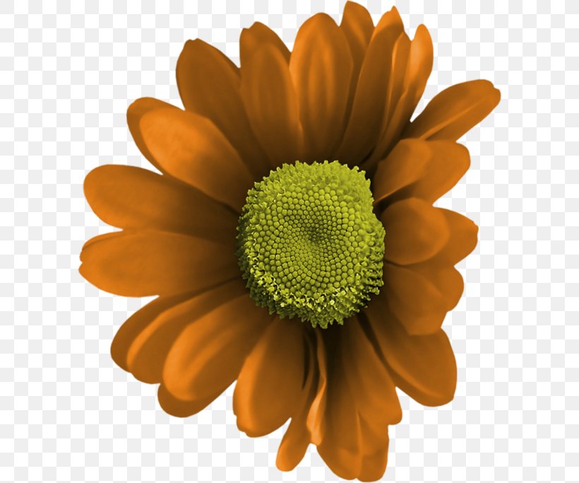 Chrysanthemum, PNG, 600x683px, Chrysanthemum, Animaatio, Animated Film, Chrysanths, Color Download Free