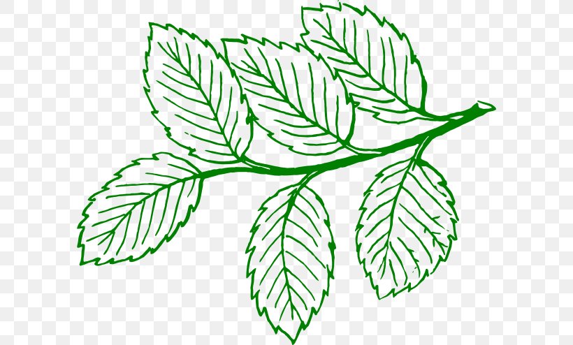 Leaf Tree Drawing Clip Art, PNG, 600x494px, Leaf, Ash, Askur, Black And White, Botanical Illustration Download Free