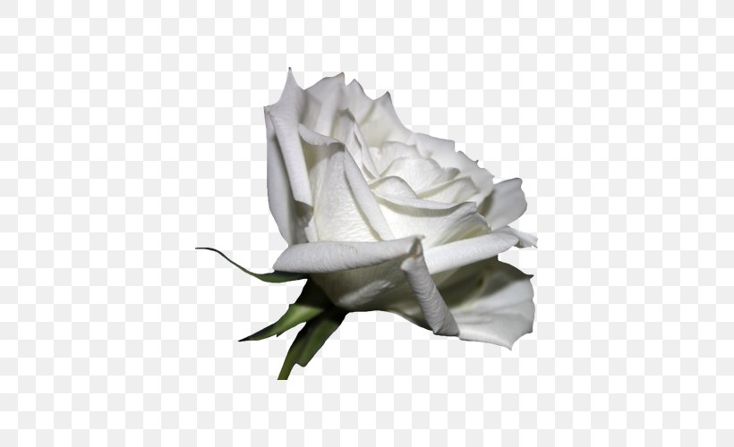 Rosa Chinensis, PNG, 600x500px, Rosa Chinensis, Art, Black Rose, Cut Flowers, Deviantart Download Free