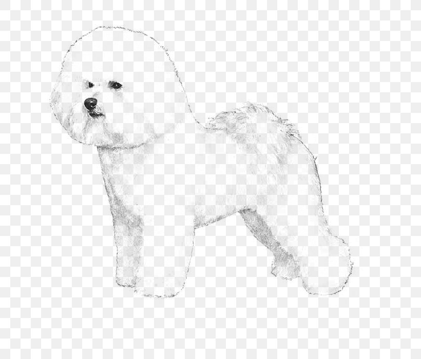 Bichon Frise Chinese Crested Dog Samoyed Dog Papillon Dog Puppy, PNG, 700x700px, Bichon Frise, American Kennel Club, Bichon, Black And White, Breed Download Free