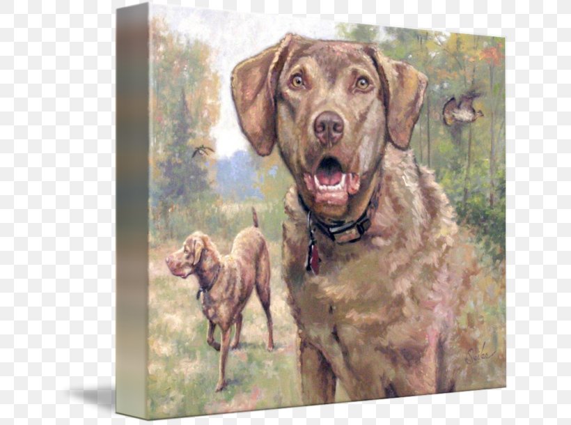 Chesapeake Bay Retriever Labrador Retriever Weimaraner Dog Breed, PNG, 650x610px, Chesapeake Bay Retriever, Breed, Canvas, Carnivoran, Chesapeake Bay Download Free