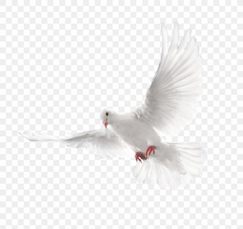 Columbidae Holy Spirit Doves As Symbols, PNG, 2128x2008px, Columbidae, Beak, Bird, Doves As Symbols, Feather Download Free