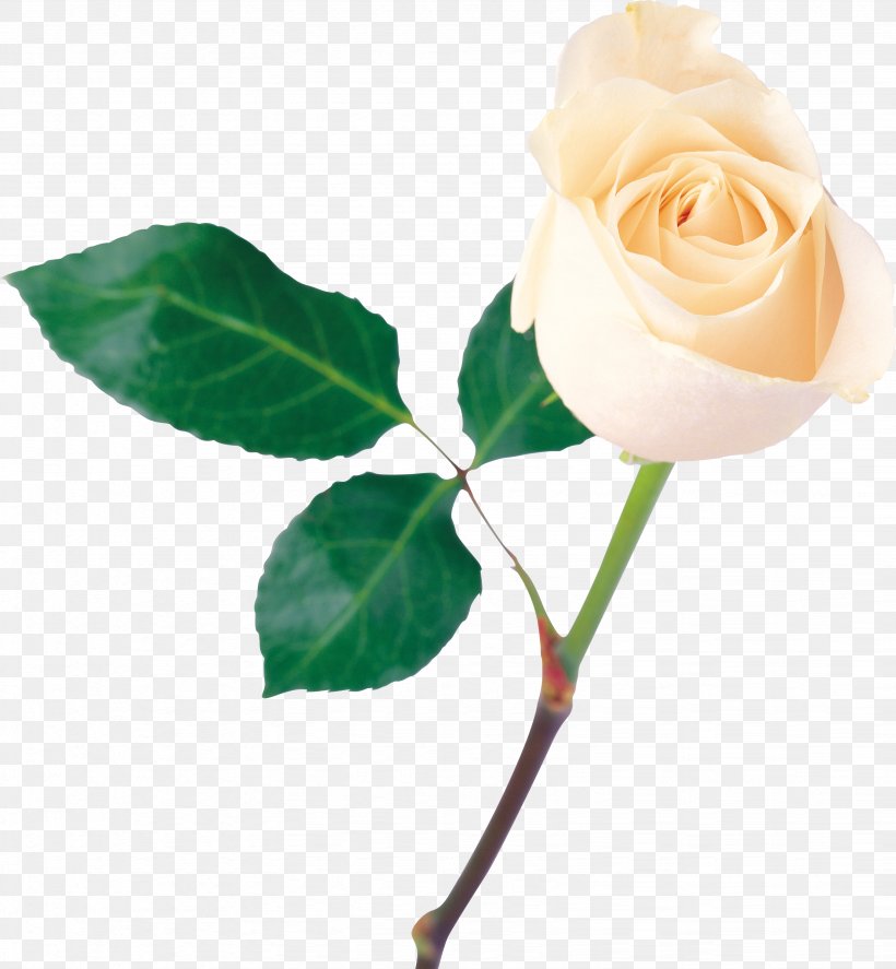 Desktop Wallpaper Clip Art, PNG, 3288x3558px, Rose, Branch, Bud, Cut Flowers, Floribunda Download Free