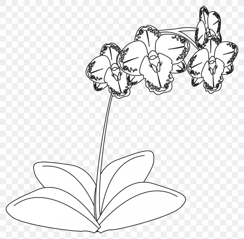 Drawing Orchids Black And White Line Art Clip Art, PNG, 1969x1935px, Drawing, Artwork, Black And White, Body Jewelry, Cut Flowers Download Free