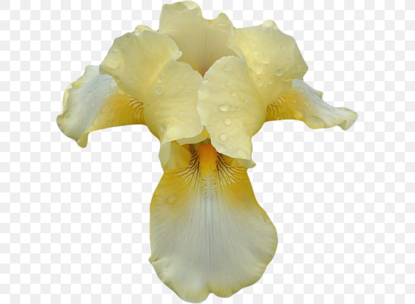 Irises Perfume Orchids Cosmetics, PNG, 599x600px, Irises, Aroma, Cosmetics, Cut Flowers, Flacon Download Free