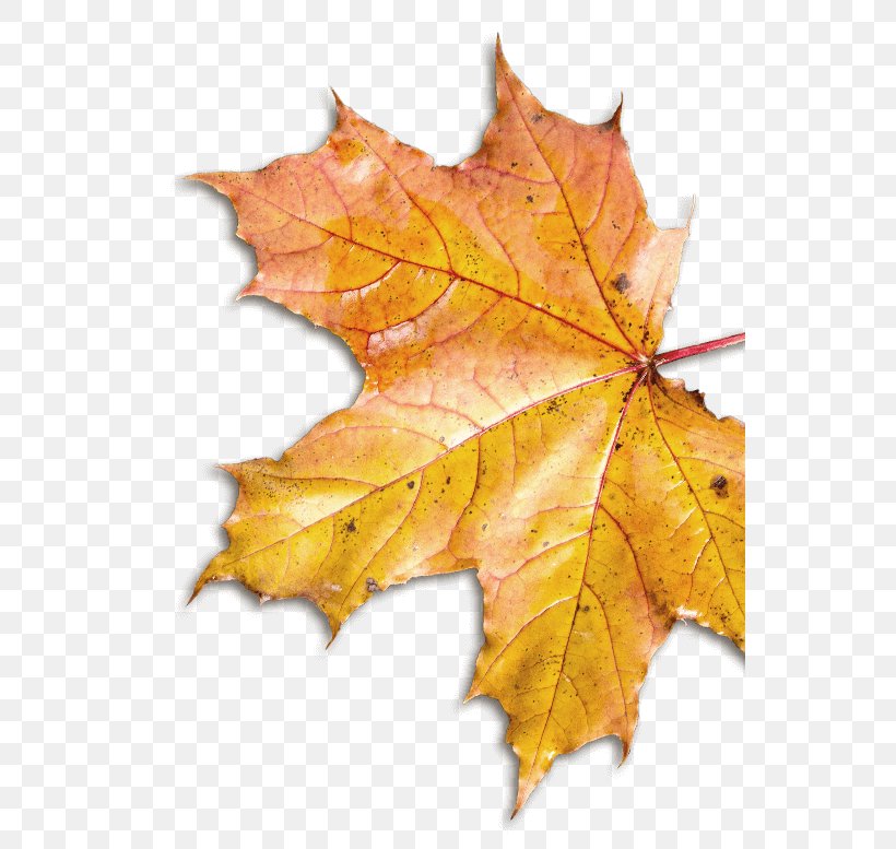 Maple Leaf Plane Trees, PNG, 544x777px, Maple Leaf, Autumn, Deciduous, Leaf, Maple Download Free