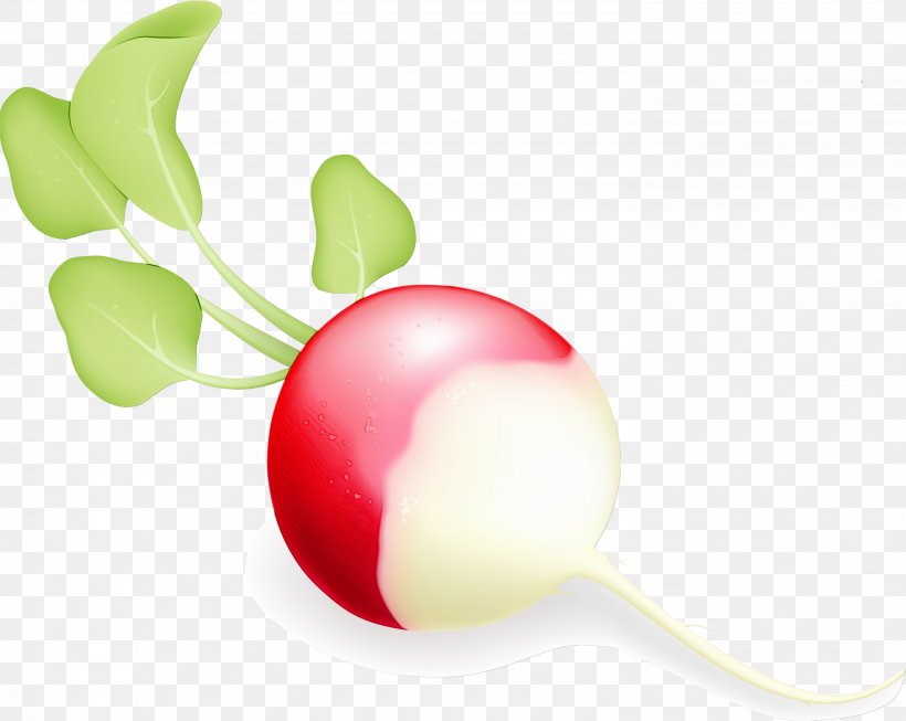 Radish Plant Clip Art, PNG, 2953x2355px, Watercolor, Paint, Plant, Radish, Wet Ink Download Free