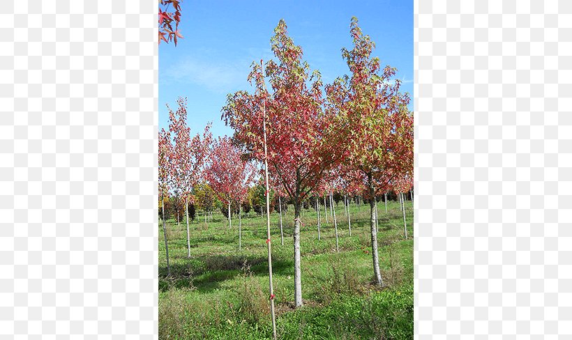 Sugar Maple Tree Shrub Sweetgum Deciduous, PNG, 650x488px, Sugar Maple, Autumn, Autumn Leaf Color, Deciduous, Evergreen Download Free