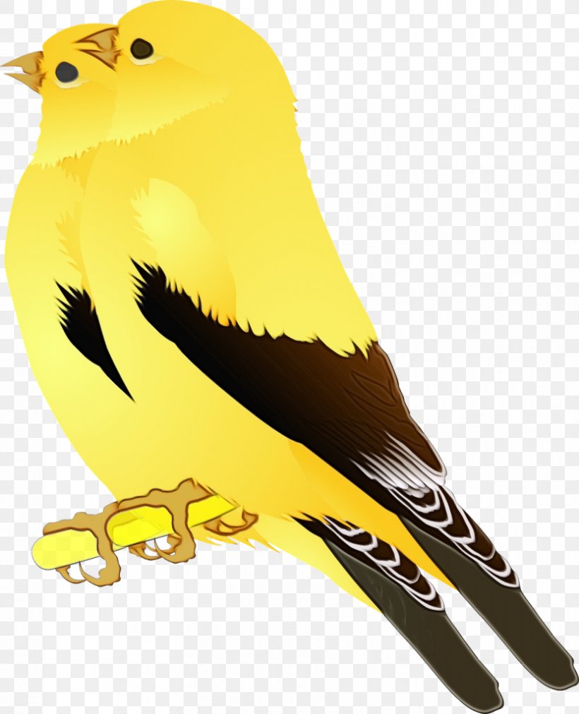 Bird Beak Atlantic Canary Yellow Songbird, PNG, 830x1024px, Watercolor, Atlantic Canary, Beak, Bird, Canary Download Free