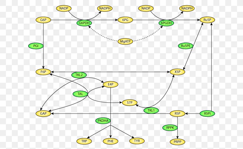 CellML Pentose Phosphate Pathway Point Information Pattern, PNG, 663x504px, Pentose Phosphate Pathway, Area, Body Jewelry, Green, Information Download Free