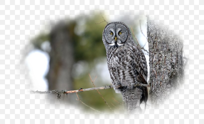 Great Grey Owl Beak Great Horned Owl Wildlife, PNG, 800x500px, Great Grey Owl, Beak, Bird, Bird Of Prey, Fauna Download Free