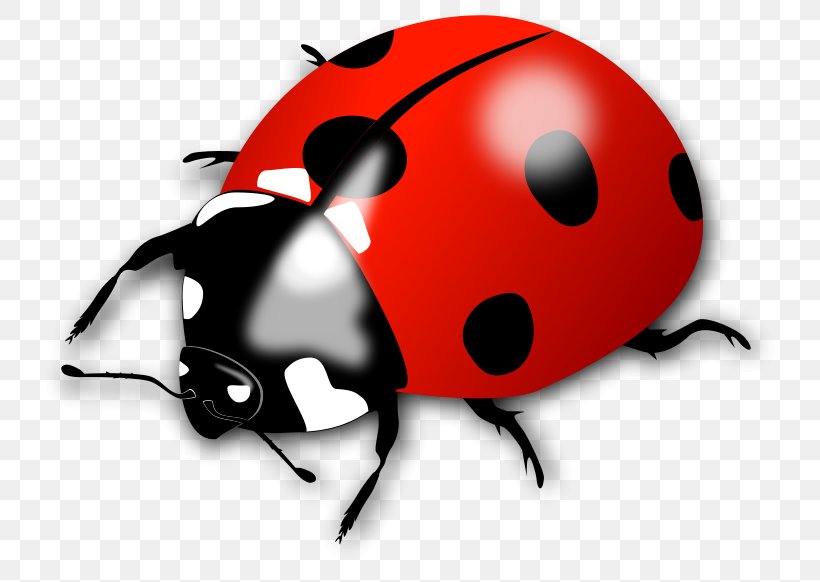 Ladybird Clip Art, PNG, 800x582px, Ladybird, Beetle, Insect, Invertebrate, Lady Bird Download Free