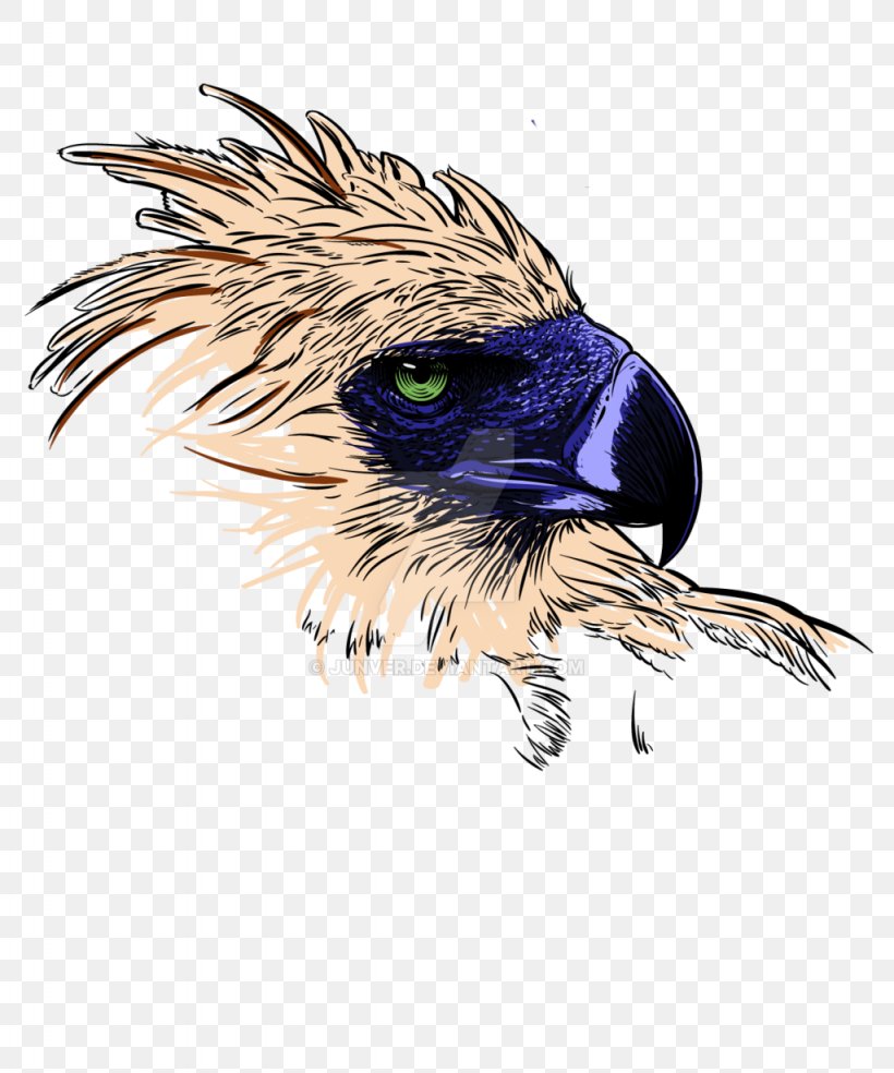 Philippine Eagle Philippines Bald Eagle Clip Art, PNG, 1024x1230px ...