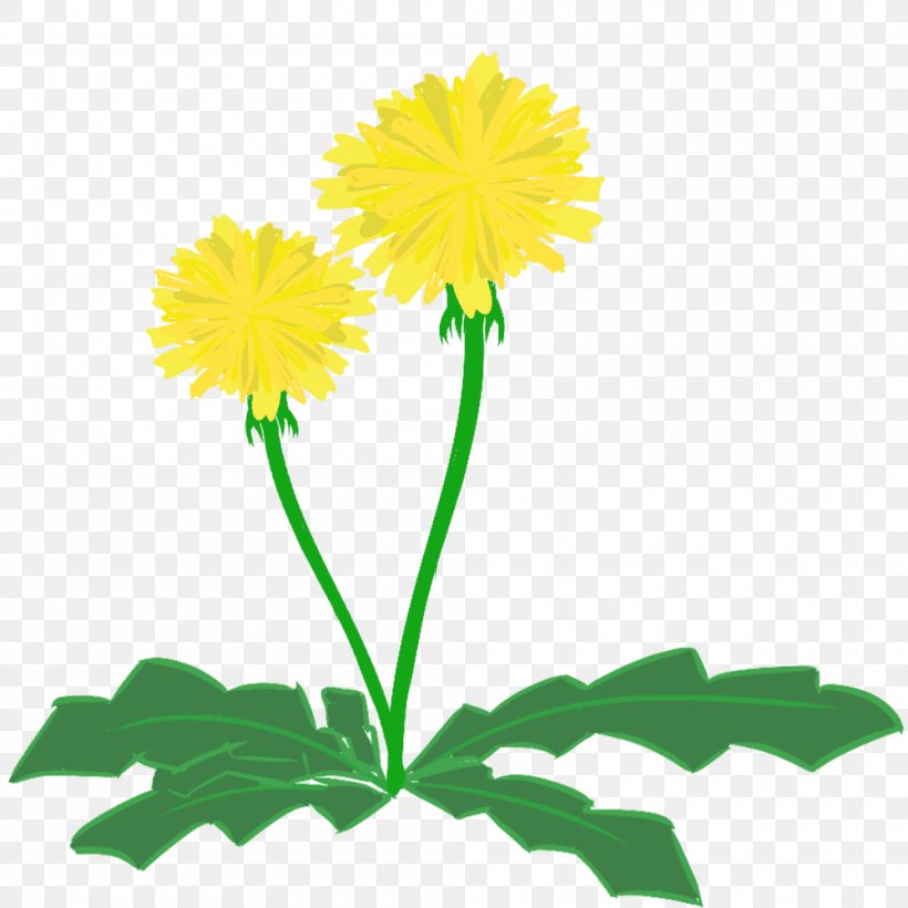 Dandelion Cut Flowers Clip Art, PNG, 1000x1000px, Dandelion, Chrysanthemum, Chrysanths, Cut Flowers, Daisy Download Free