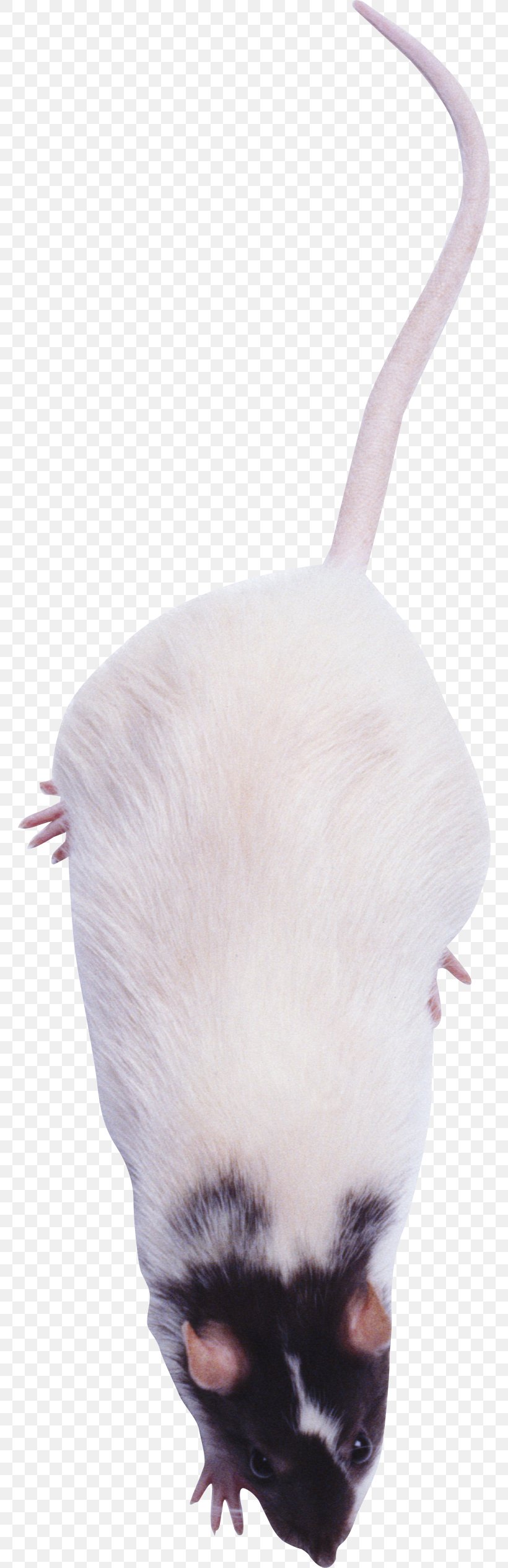 Laboratory Rat Murids Mouse, PNG, 764x2530px, Rat, Cat, Cat Like Mammal, Computer Mouse, Fur Download Free