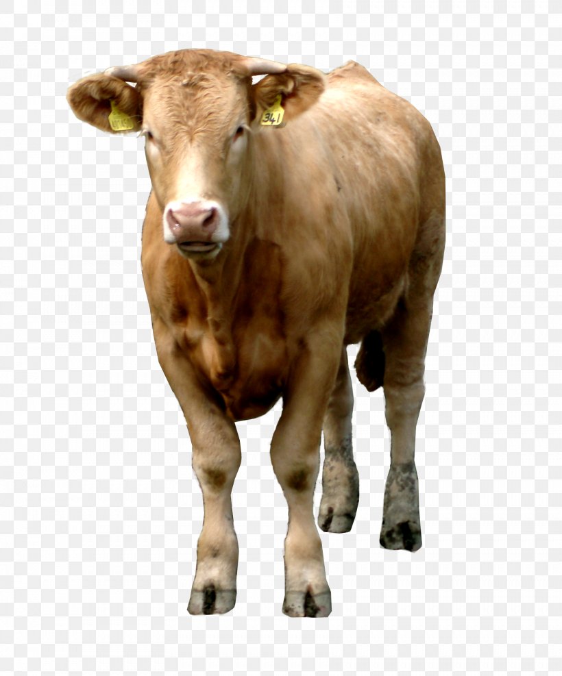 Cattle, PNG, 1722x2073px, Beef Cattle, Bull, Calf, Cattle, Cattle Like Mammal Download Free