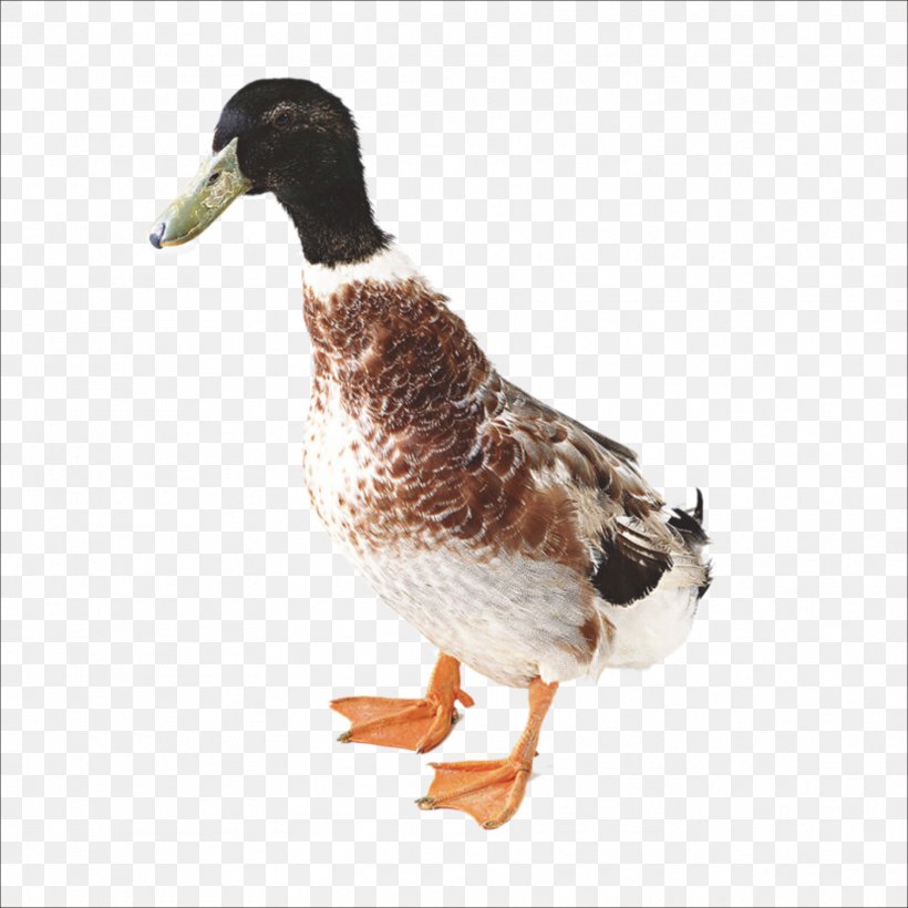 Duck Chicken Domestic Goose, PNG, 1773x1773px, Duck, Beak, Bird, Chicken, Domestic Goose Download Free