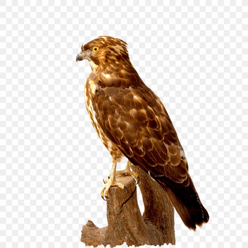 Hawk Bird Buzzard Download, PNG, 945x945px, 2017, Hawk, Accipitriformes, Animal, Beak Download Free