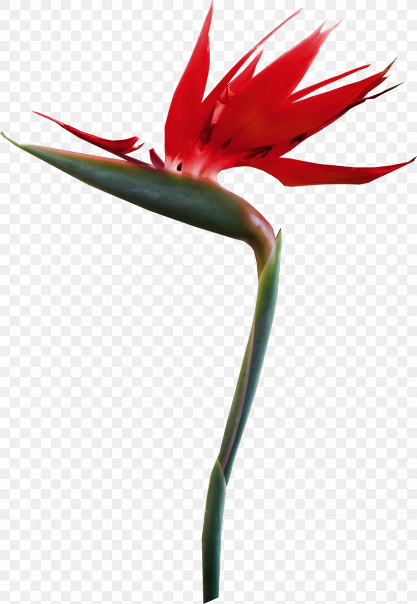 Petal Flower Tropics Clip Art, PNG, 829x1200px, Petal, Arecaceae, Beak, Flora, Flower Download Free