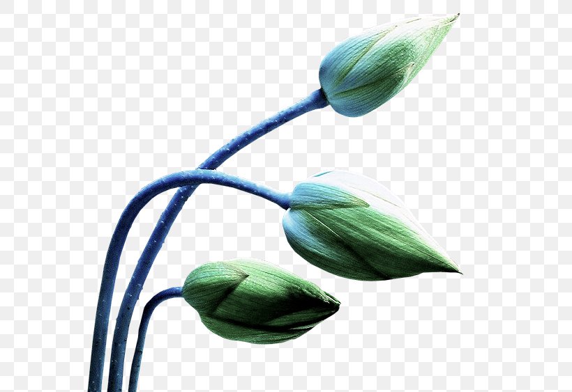 Tulip Flower Petal Green Bud, PNG, 600x563px, Tulip, Animation, Aquatic Plants, Bud, Color Download Free