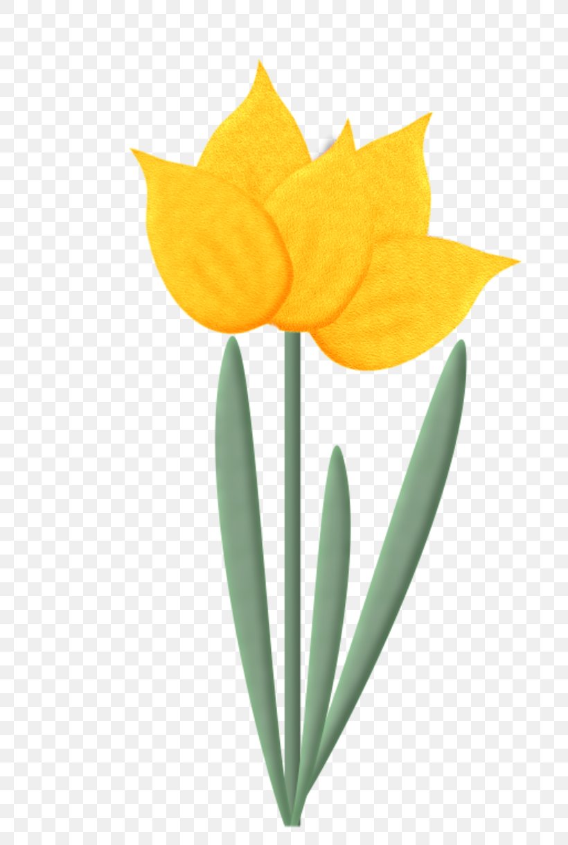 Tulip Flower, PNG, 800x1219px, Tulip, Bayan Mod, Blog, Blume, Cut Flowers Download Free