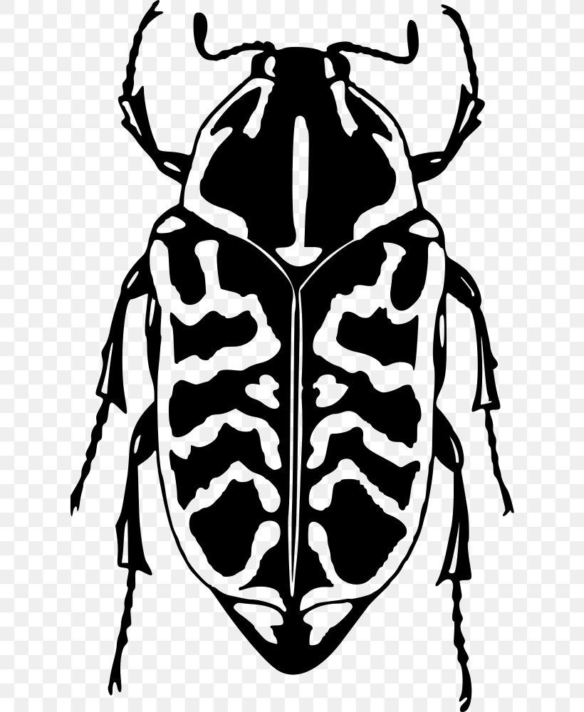 Ladybird Beetle Bark Beetle Clip Art, PNG, 624x1000px, Beetle, Arthropod, Bark Beetle, Black And White, Color Download Free