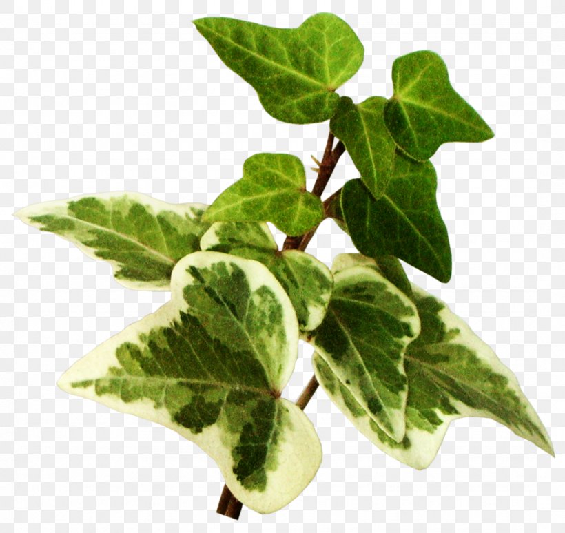 Leaf Vegetable Blog Clip Art, PNG, 1075x1015px, Leaf, Blog, Flowerpot, Herb, Ivy Download Free