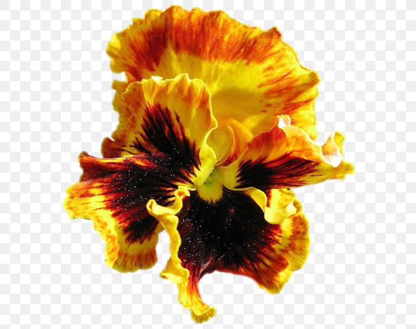Pansy Cut Flowers Petal, PNG, 594x649px, Pansy, Closeup, Cut Flowers, Flower, Flowering Plant Download Free