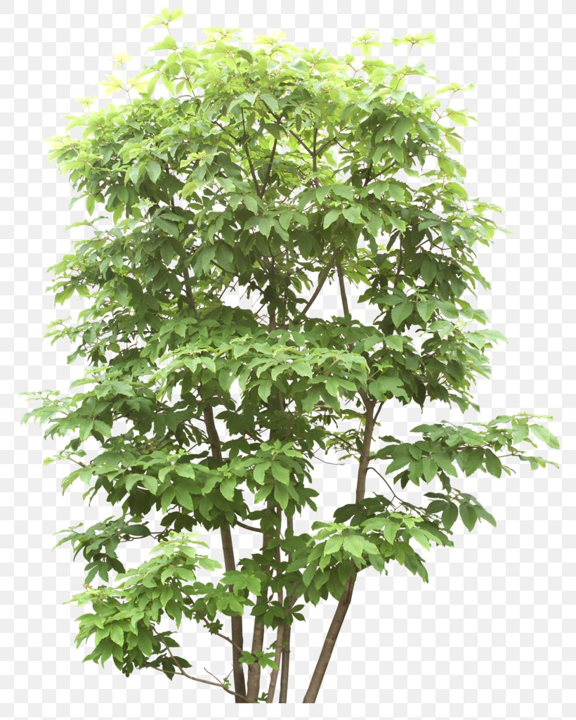 Image File Format Tree Download, PNG, 793x1024px, 2d Computer Graphics, 3d Computer Graphics, Tree, Branch, Computer Download Free
