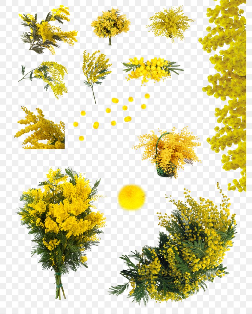 Acacia Dealbata Flower Sensitive Plant, PNG, 783x1021px, Acacia Dealbata, Acacia, Acacia Baileyana, Art, Black Locust Download Free