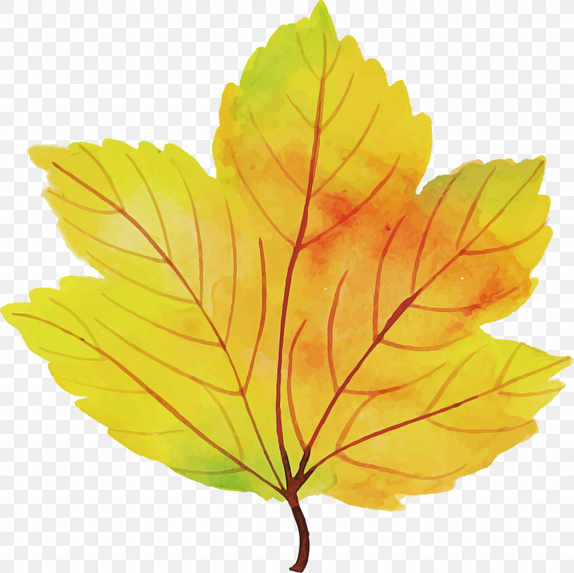 Autumn Leaf Colorful Leaf, PNG, 3000x2997px, Autumn Leaf, Biology, Colorful Leaf, Leaf, Maple Download Free